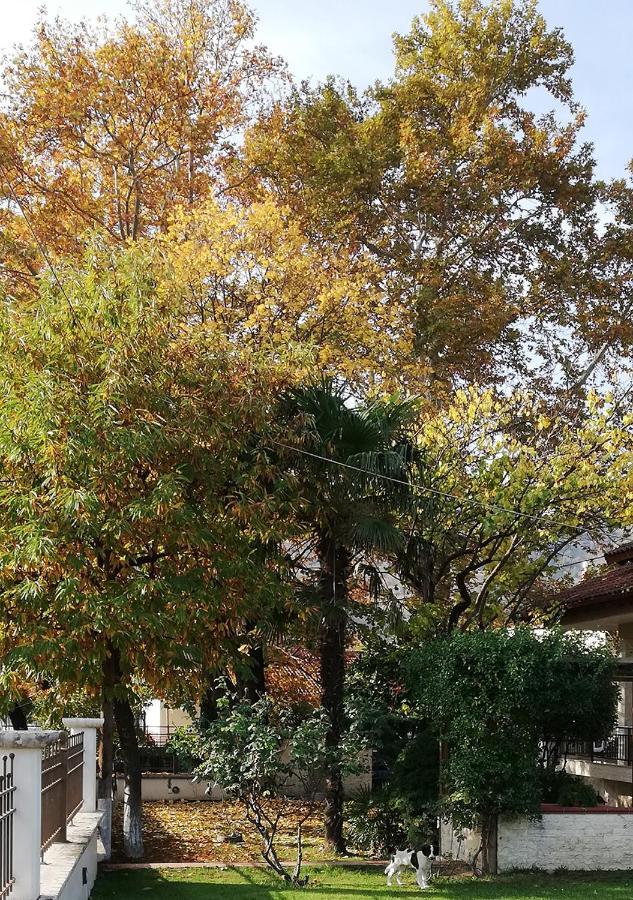 "The Plane Trees" Vila Polikarpi Exterior foto